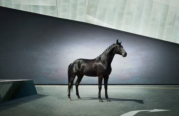 [Equestrian Photography] Andrey Vasilyev - Horses | Pégase Daily
