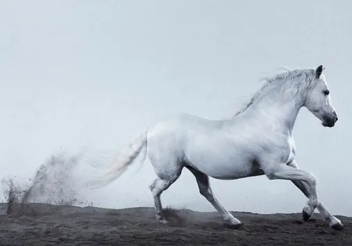 [Equestrian Photography] Jill Greenberg - Horses | Pégase Daily