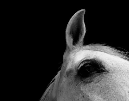[Photography] Noemi Otamendi - Black and White Horse | Pégase Daily